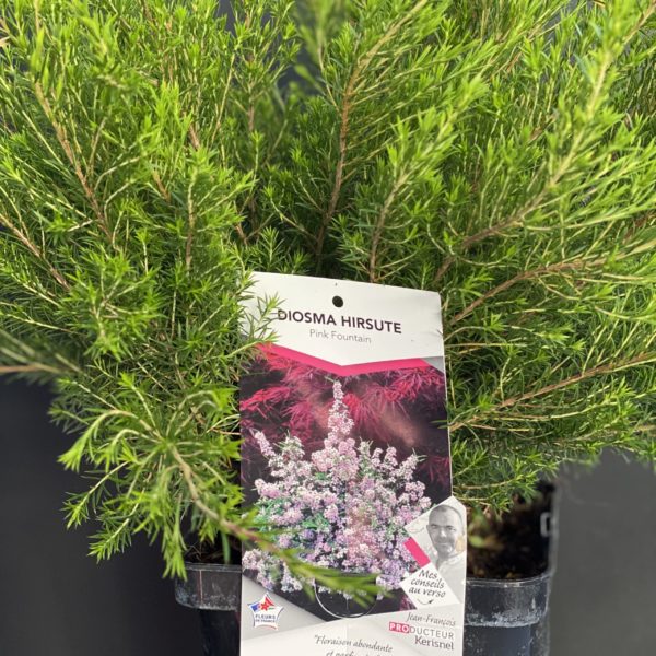 Diosma Hirsute Pot de 4 litres