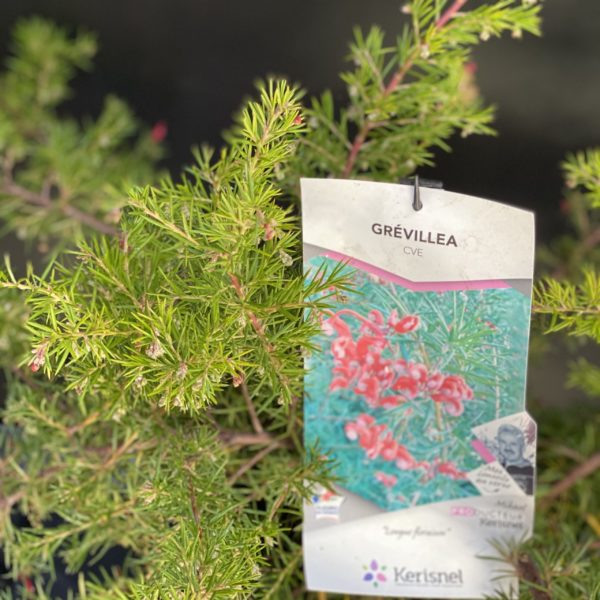 Grévillea Pot 4 litres