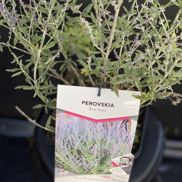 Pérovskia Pot 4 litres