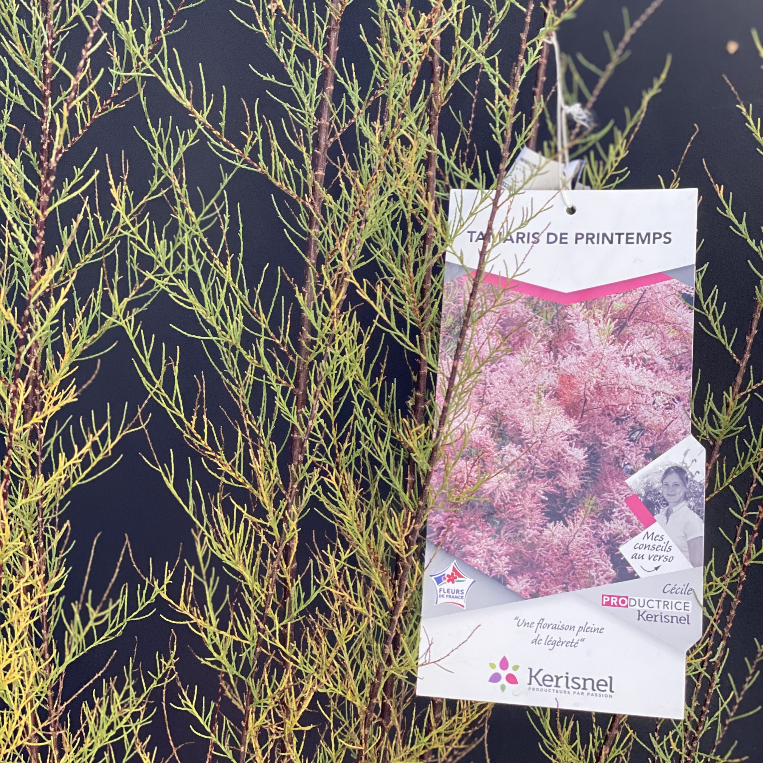 Tamaris de printemps – Pot de 4 litres