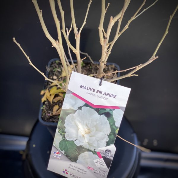 Mauve en Arbre blanc - Hibiscus Syriacus- Pot de 4 litres