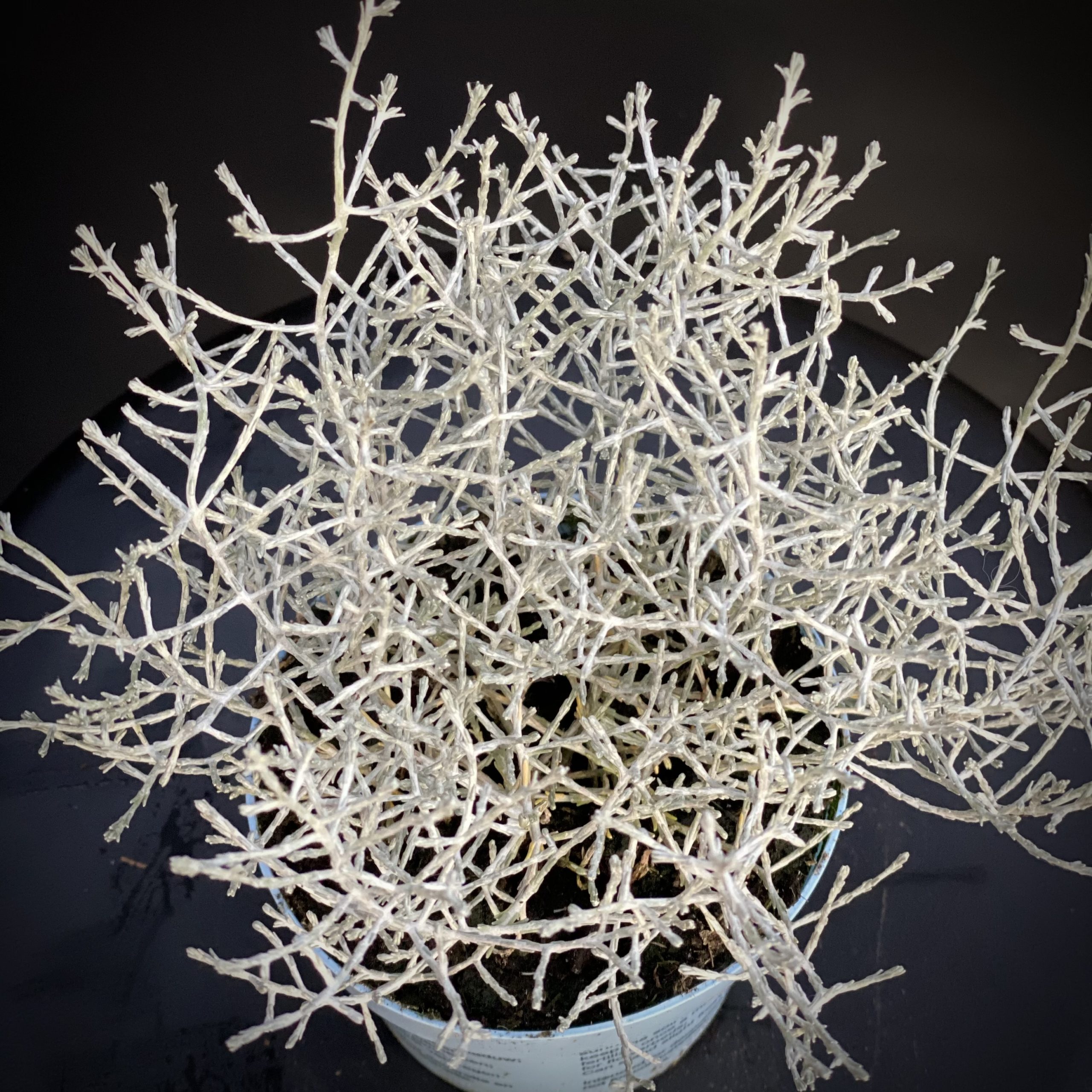 Calocephalus Pot 11 cm