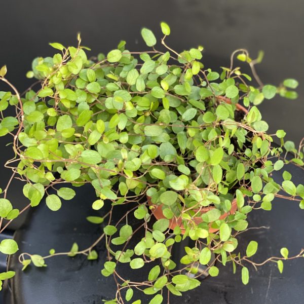 Mulhenbachia Pot 11 cm