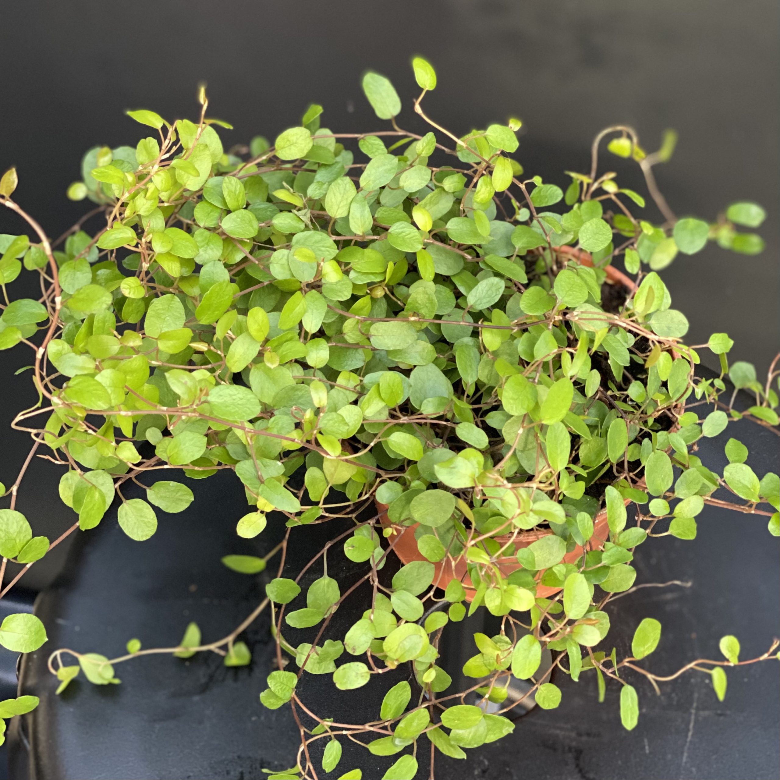 Bacopa Fleurs Blanches Pot 11 cm - Le Jardin du Rudel