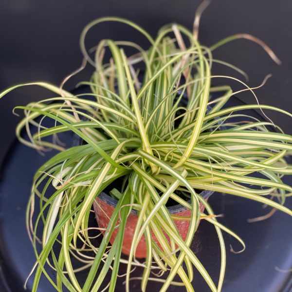 Carex Evergold Pot 13 cm