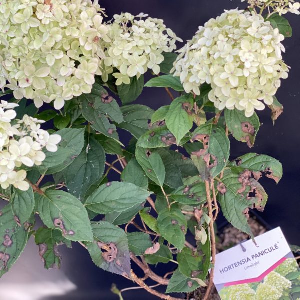 Hydrangea Paniculata Lime Light Pot 4 litres