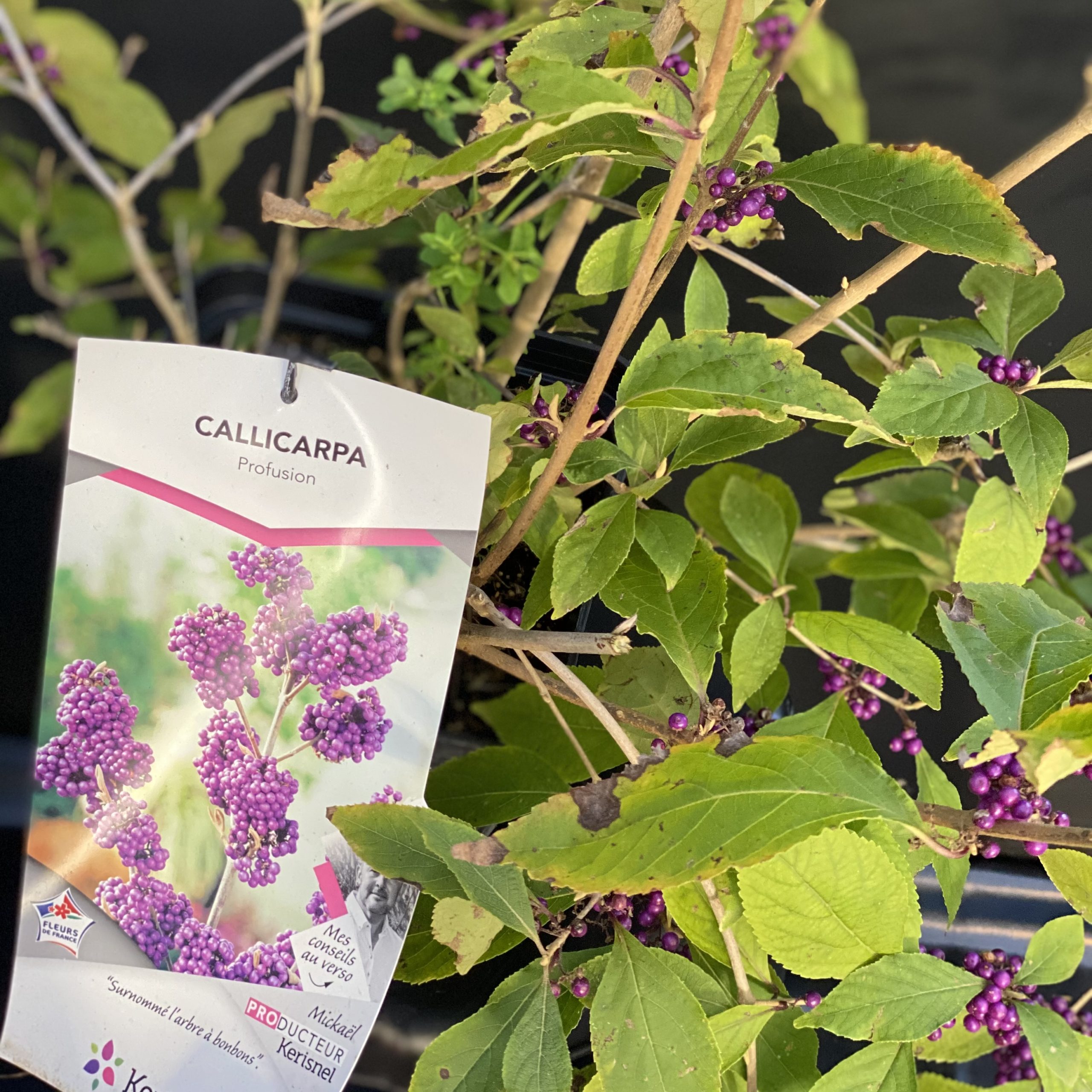Callicarpa Profusion Pot 4 litres