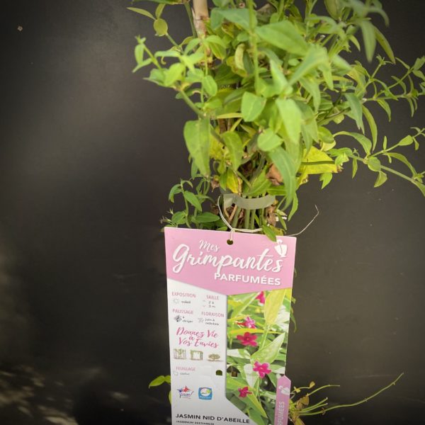 Jasmin Nid d'abeille Pot 3l