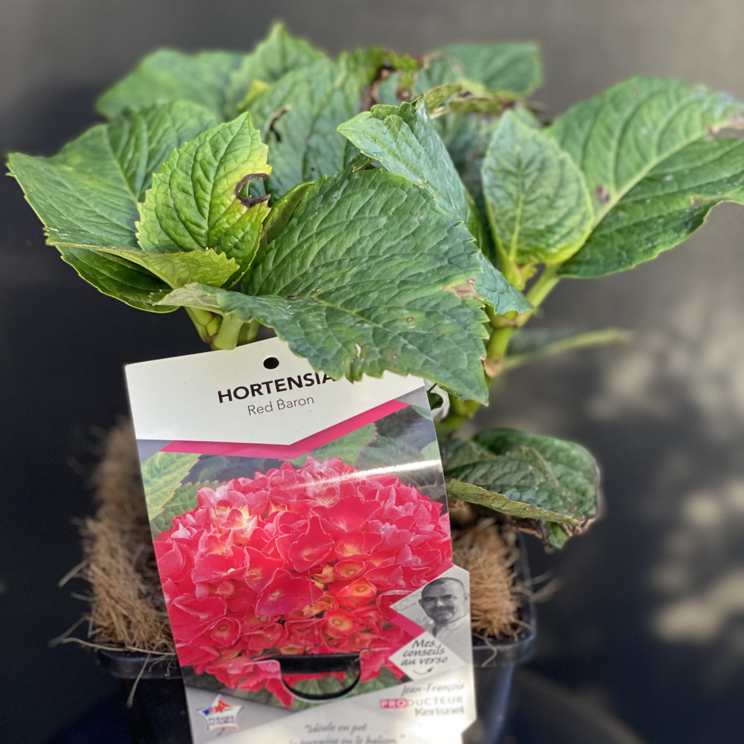 Hydrangea Macrophylla Rose Pot 2 litres Hydrangea Macrophylla Rose Pot 2 litres