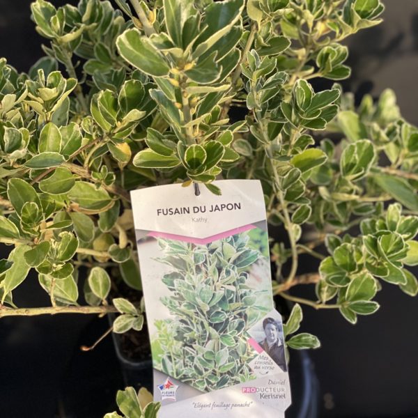 Euonymus Katy Pot de 4 litres