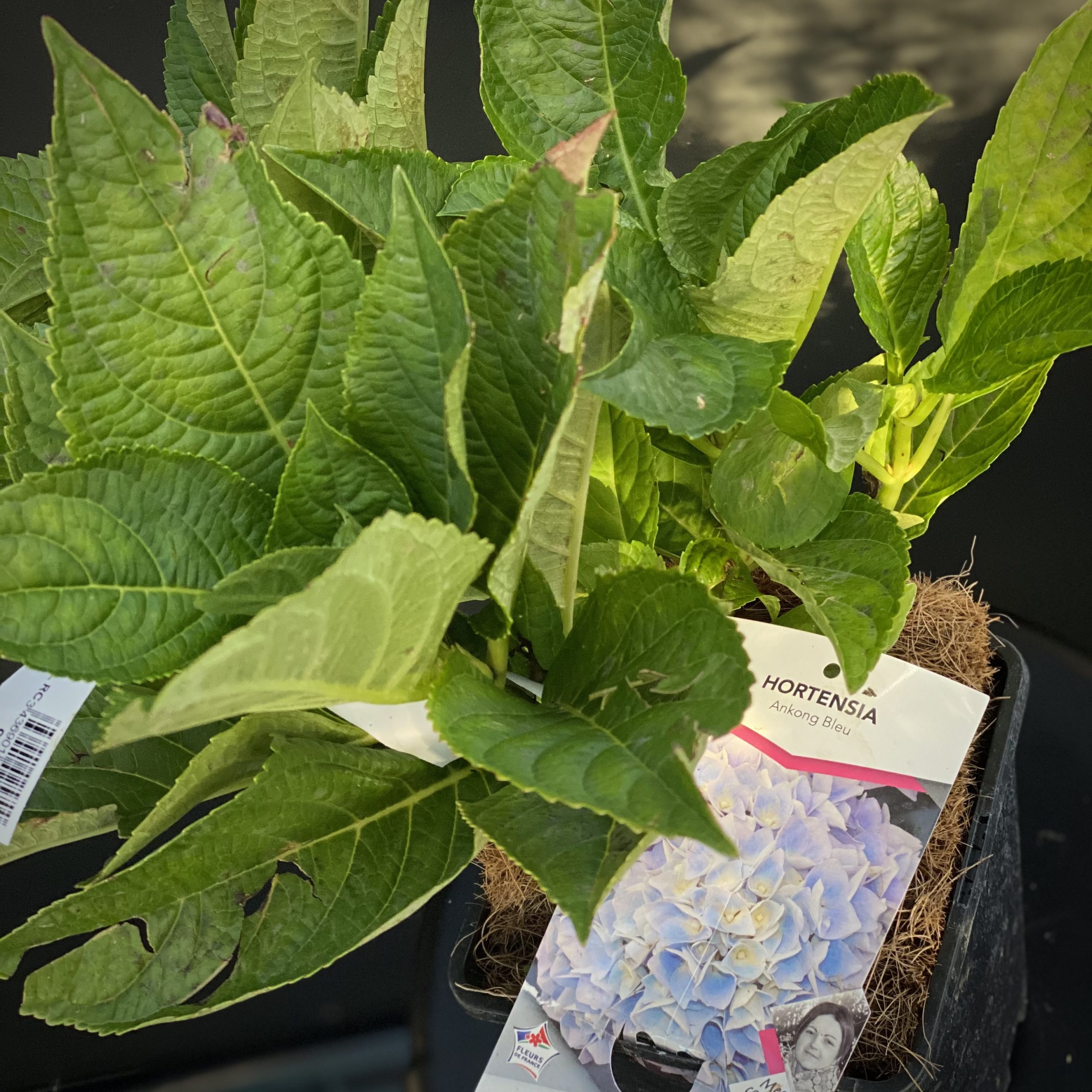 Hydrangea Macrophylla Bleu  C2l