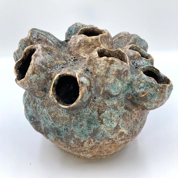 Le pique fleur - vestige de l’océan -