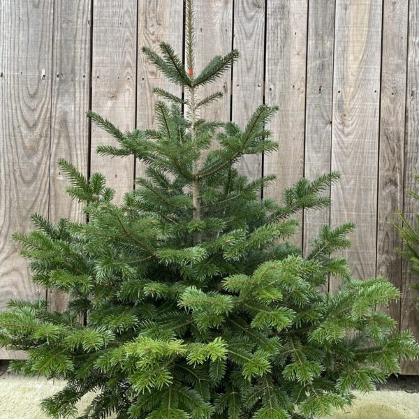 Sapin de Noël - Nordmann - 1.2 m