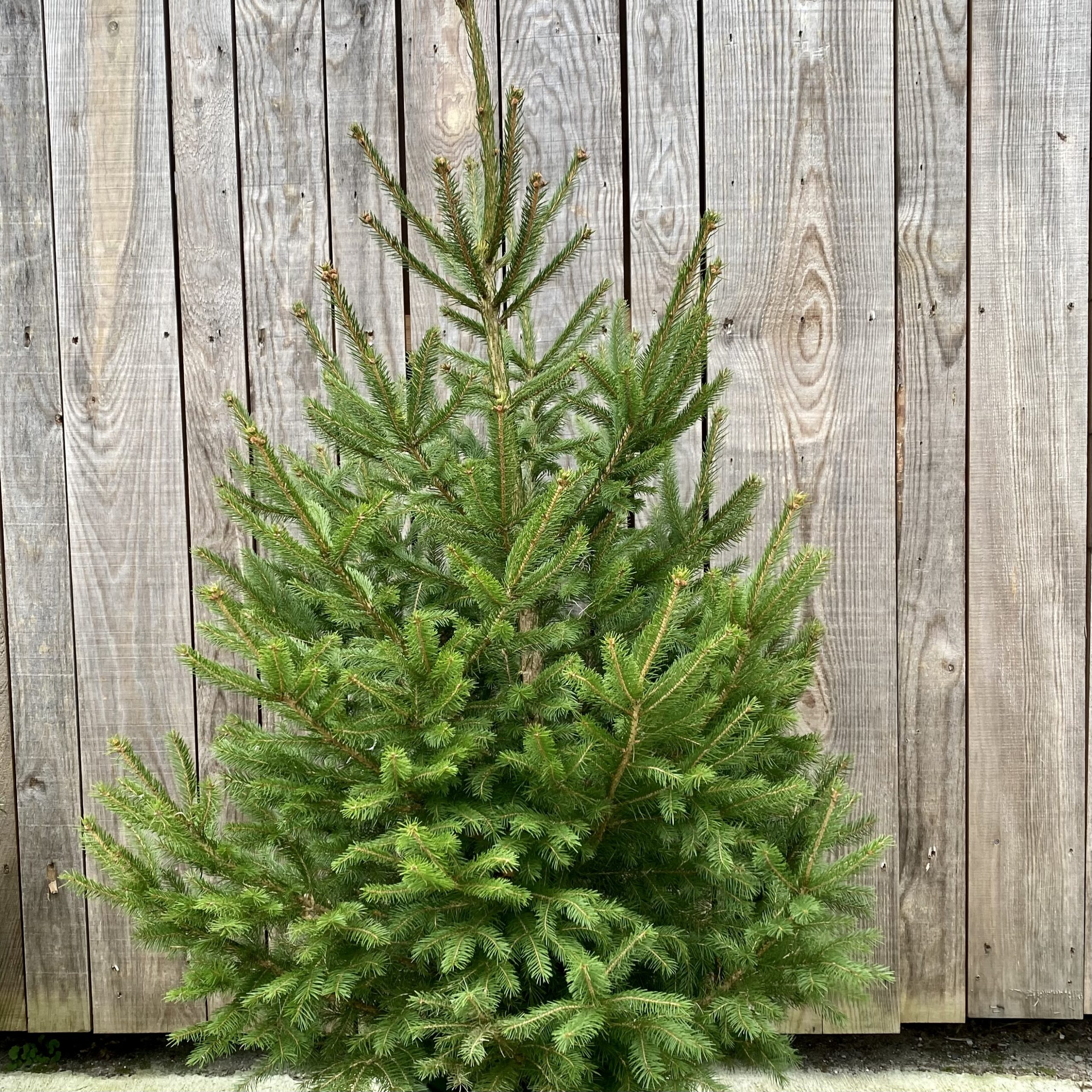 Sapin de Noël Epicéa 1.2 m Le Jardin du Rudel
