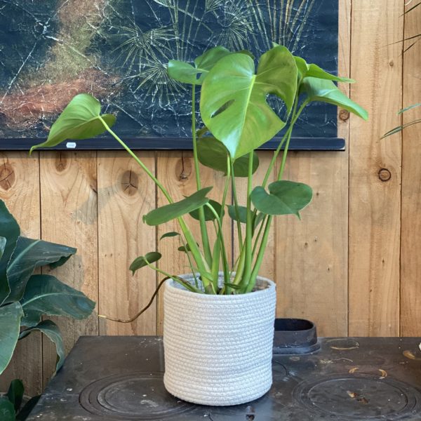 Phylodendrum Monstera
