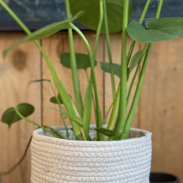 Phylodendrum Monstera – Image 2