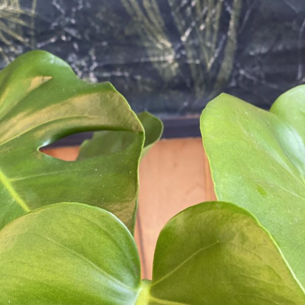Phylodendrum Monstera – Image 3