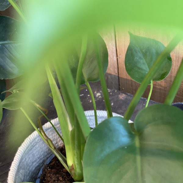 Phylodendrum Monstera – Image 5