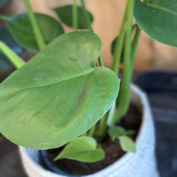 Phylodendrum Monstera – Image 4