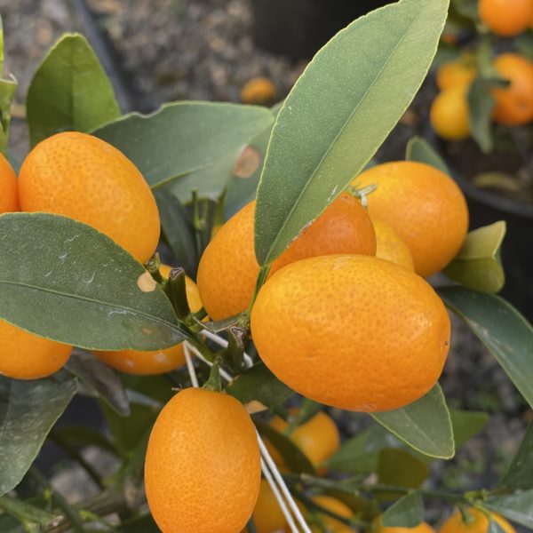 Kumquat