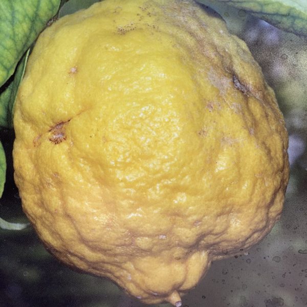 Citronnier cedrat
