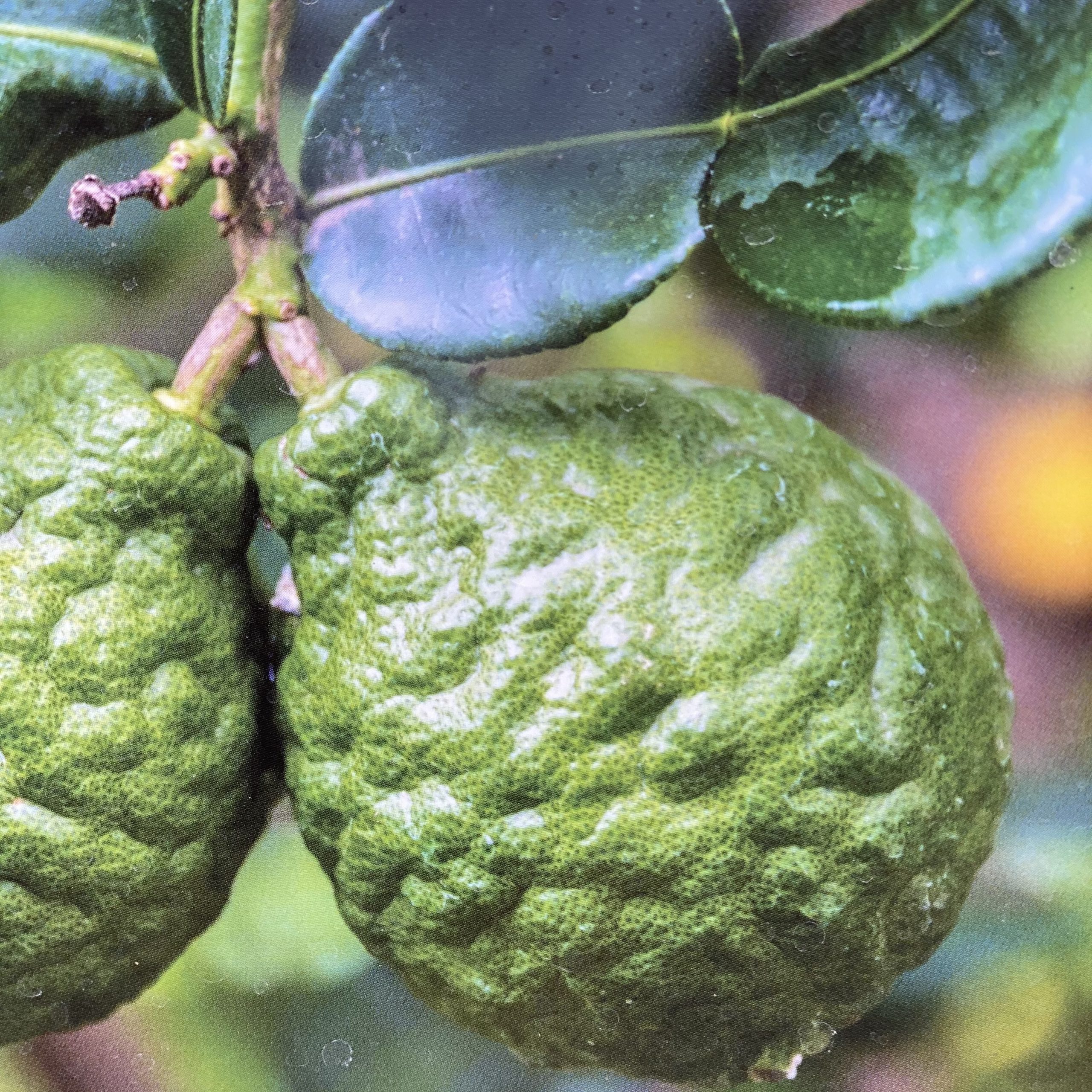 Citronnier combava - Le Jardin du Rudel