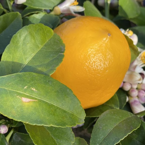 Citronnier 4 saisons Meyer Jaune