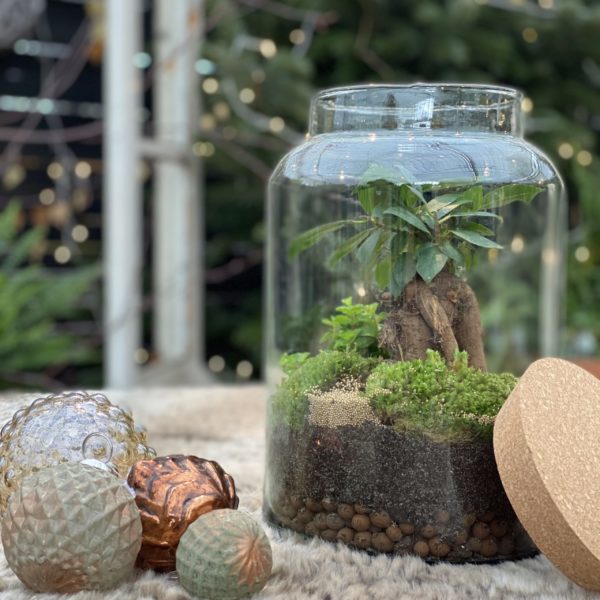 Le Terrarium – Image 4