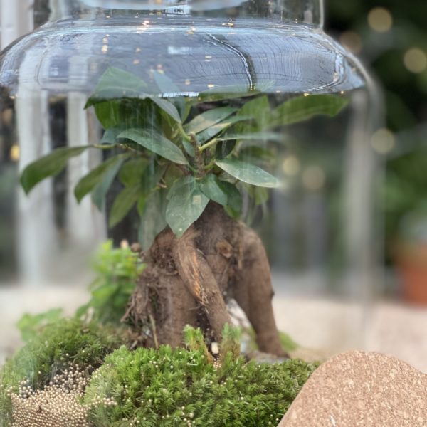 Le Terrarium – Image 5