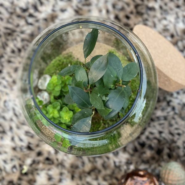 Le Terrarium – Image 3
