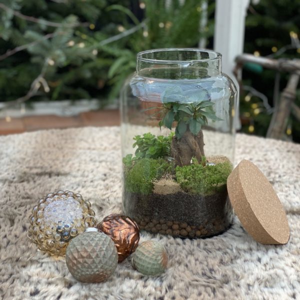 Le Terrarium – Image 2