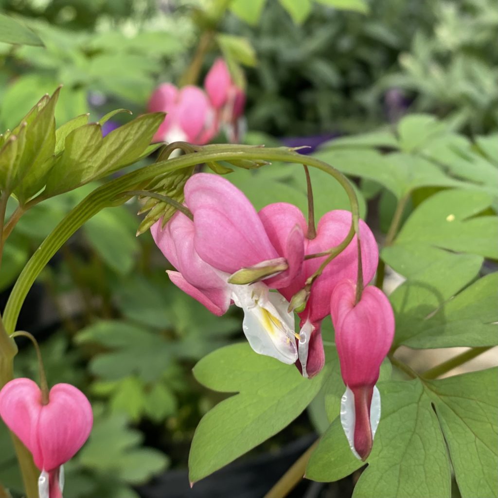 Dicentra Spectabilis Rose (Cœur de Marie) Pot 2 litres Le Jardin du Rudel