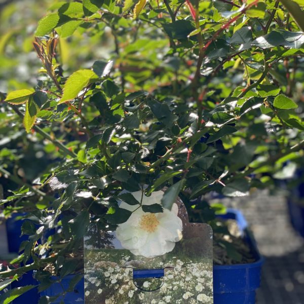 Rosiers Petite fleur Opalia 4 litres
