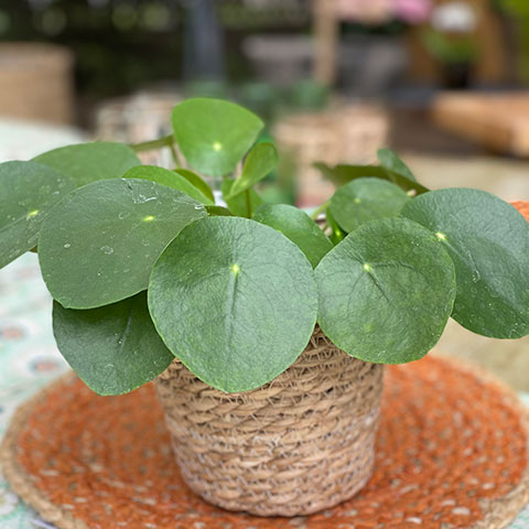 plantes_web