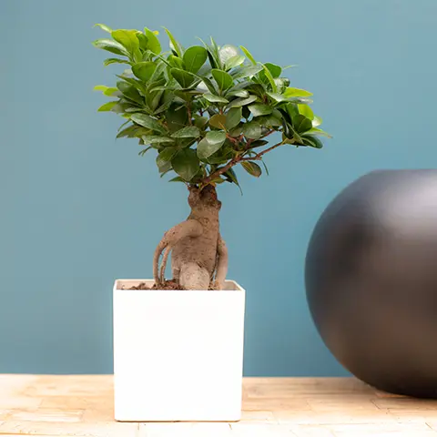 accueil_plante