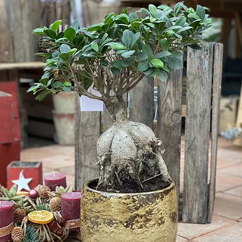 plantes_accueil_2023_01