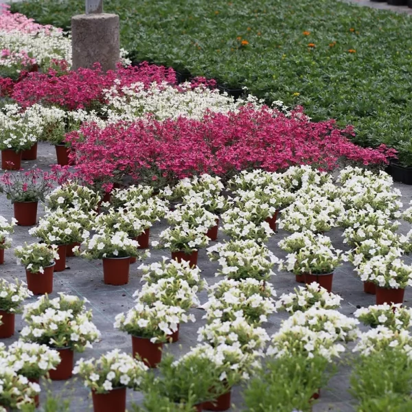 Visite guidée du Jardin du Rudel