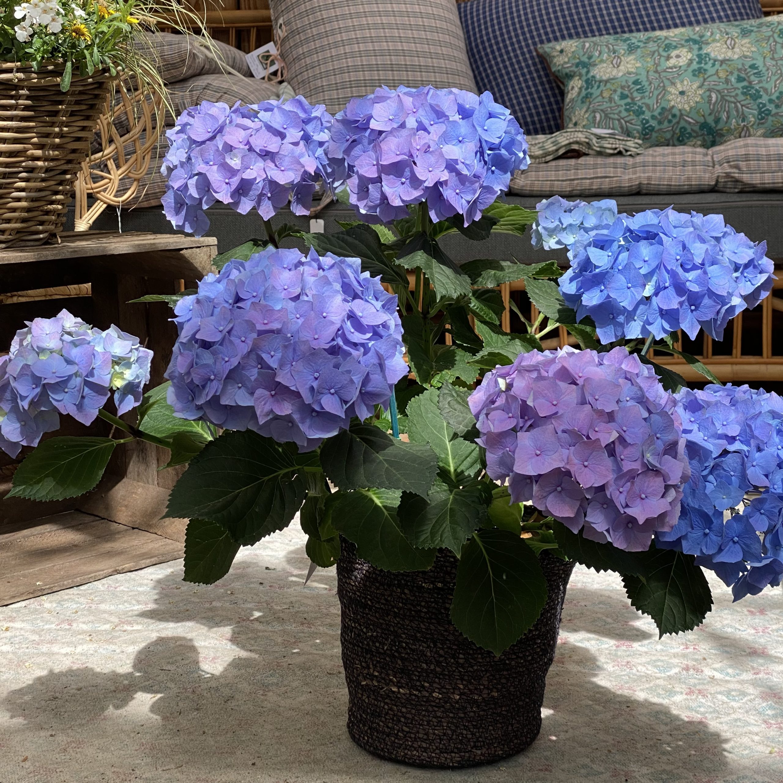 Hortensia « Mure » Hortensia « Mure »