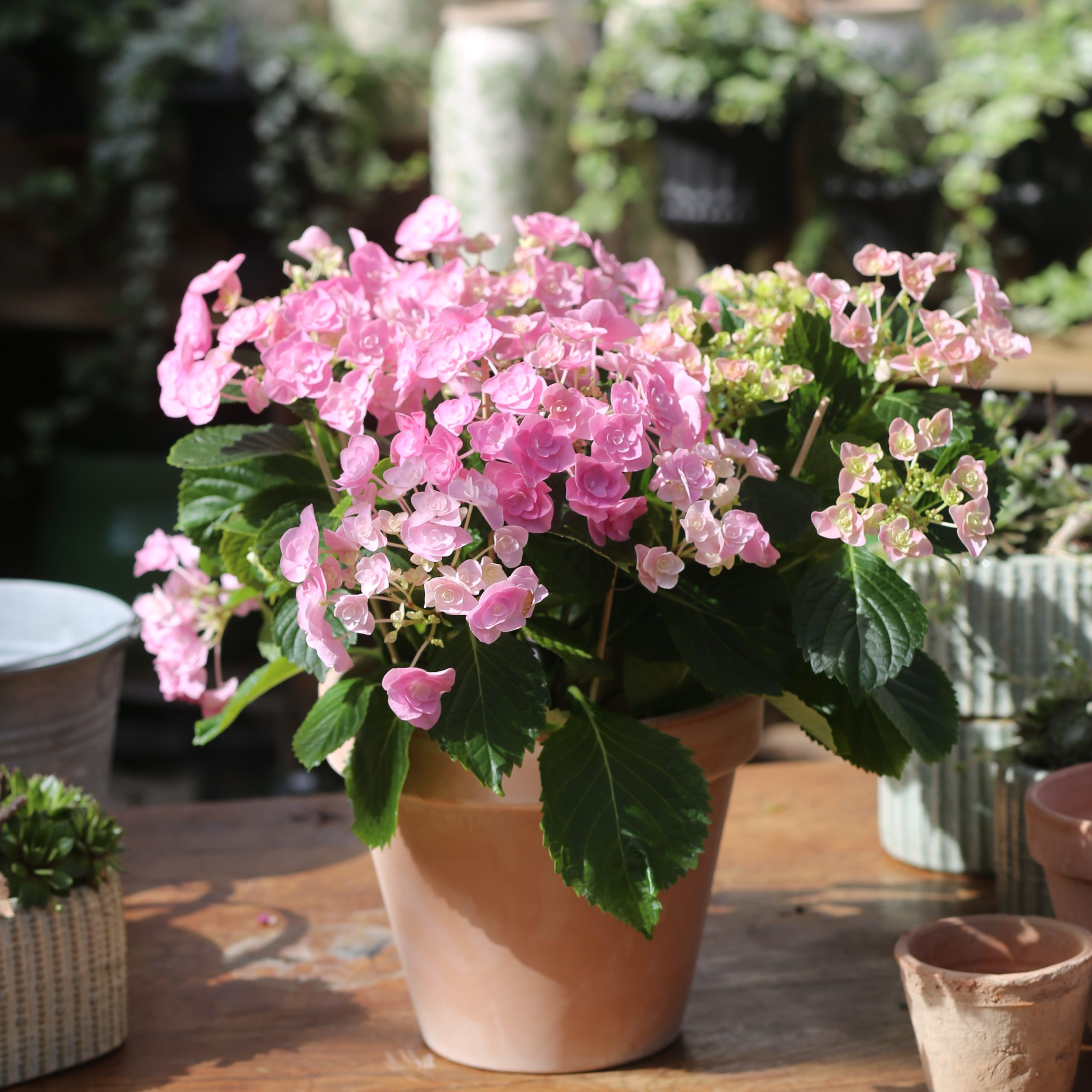 L&rsquo;hortensia Rose