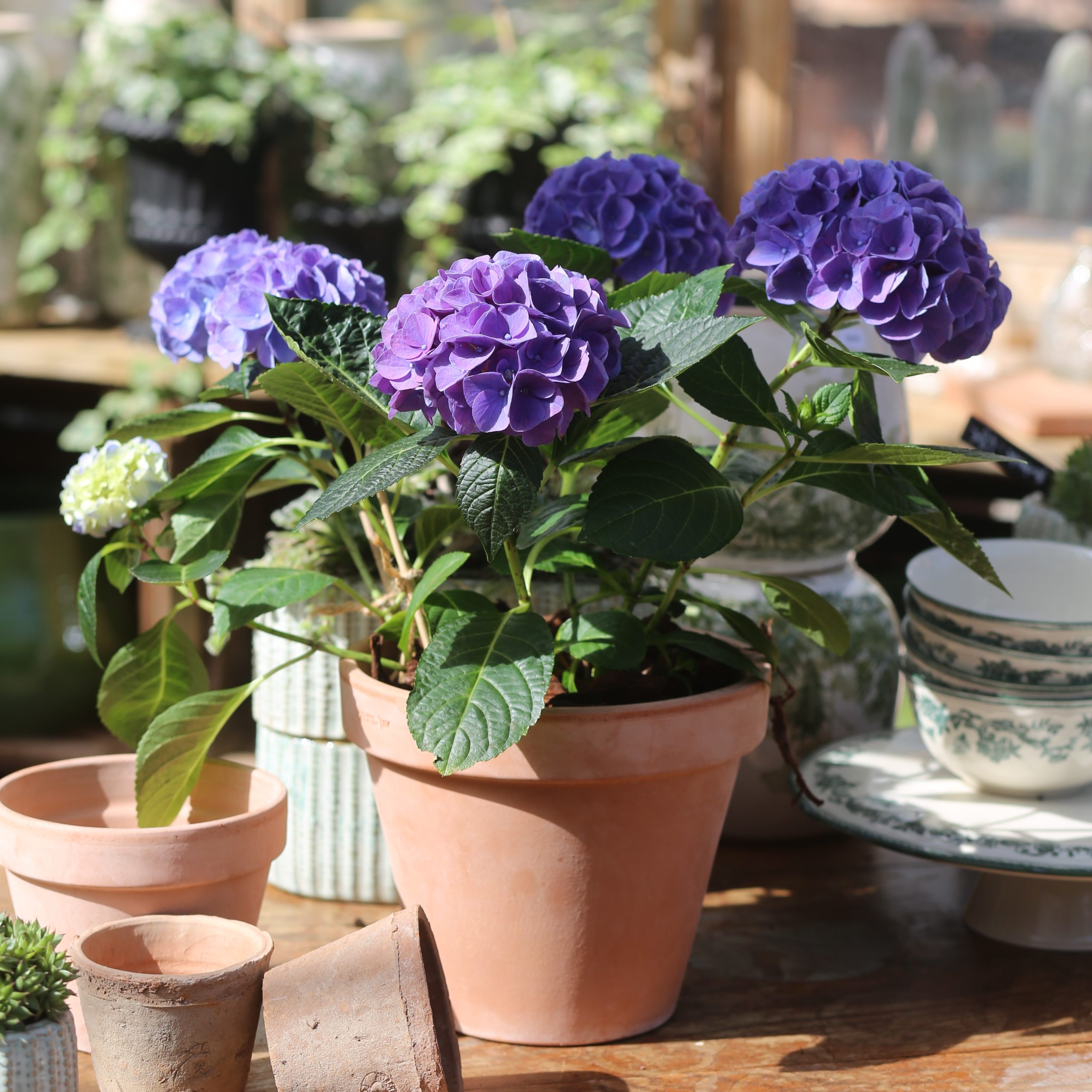 L&rsquo;hortensia Bleu