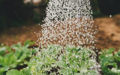 Comment arroser son potager sans gaspiller d’eau ?