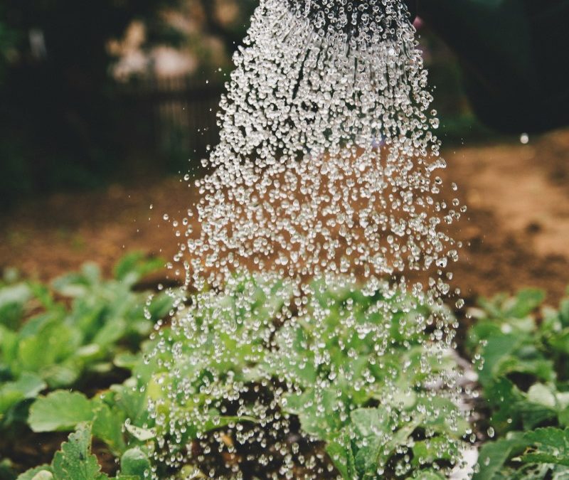 Comment arroser son potager sans gaspiller d’eau ?