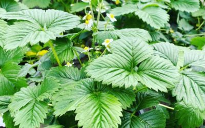 Le calendrier de plantation du potager – Bien débuter, pas à pas