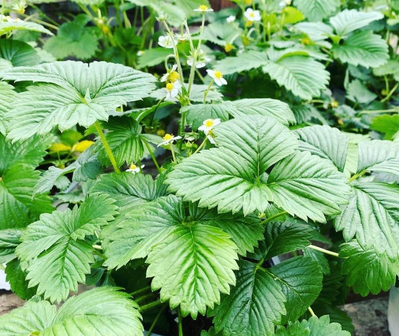 Le calendrier de plantation du potager – Bien débuter, pas à pas