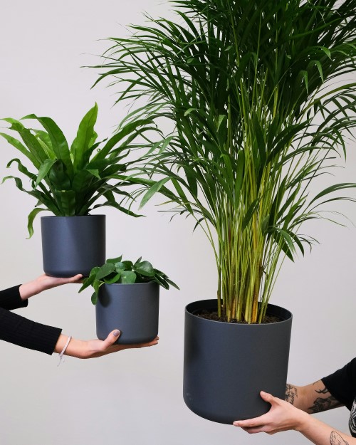 Plantes de bureau : pour allier bien-être, beauté et productivité