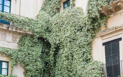 7 Plantes grimpantes pour habiller murs, pergolas et clôtures à Albi