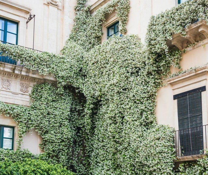 7 Plantes grimpantes pour habiller murs, pergolas et clôtures à Albi