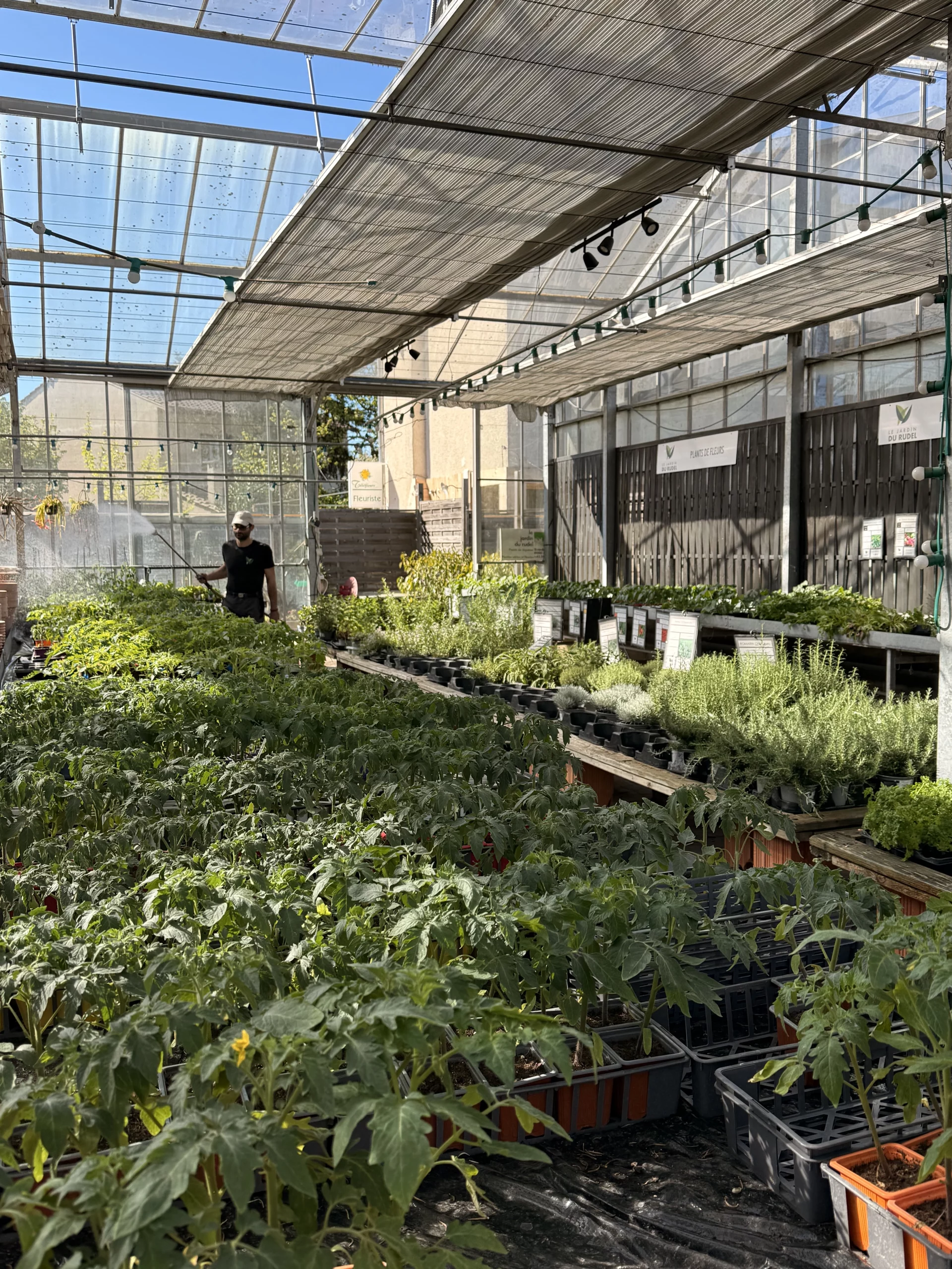 Le jardin du Rudel - plantation de tomates - producteur local à Albi