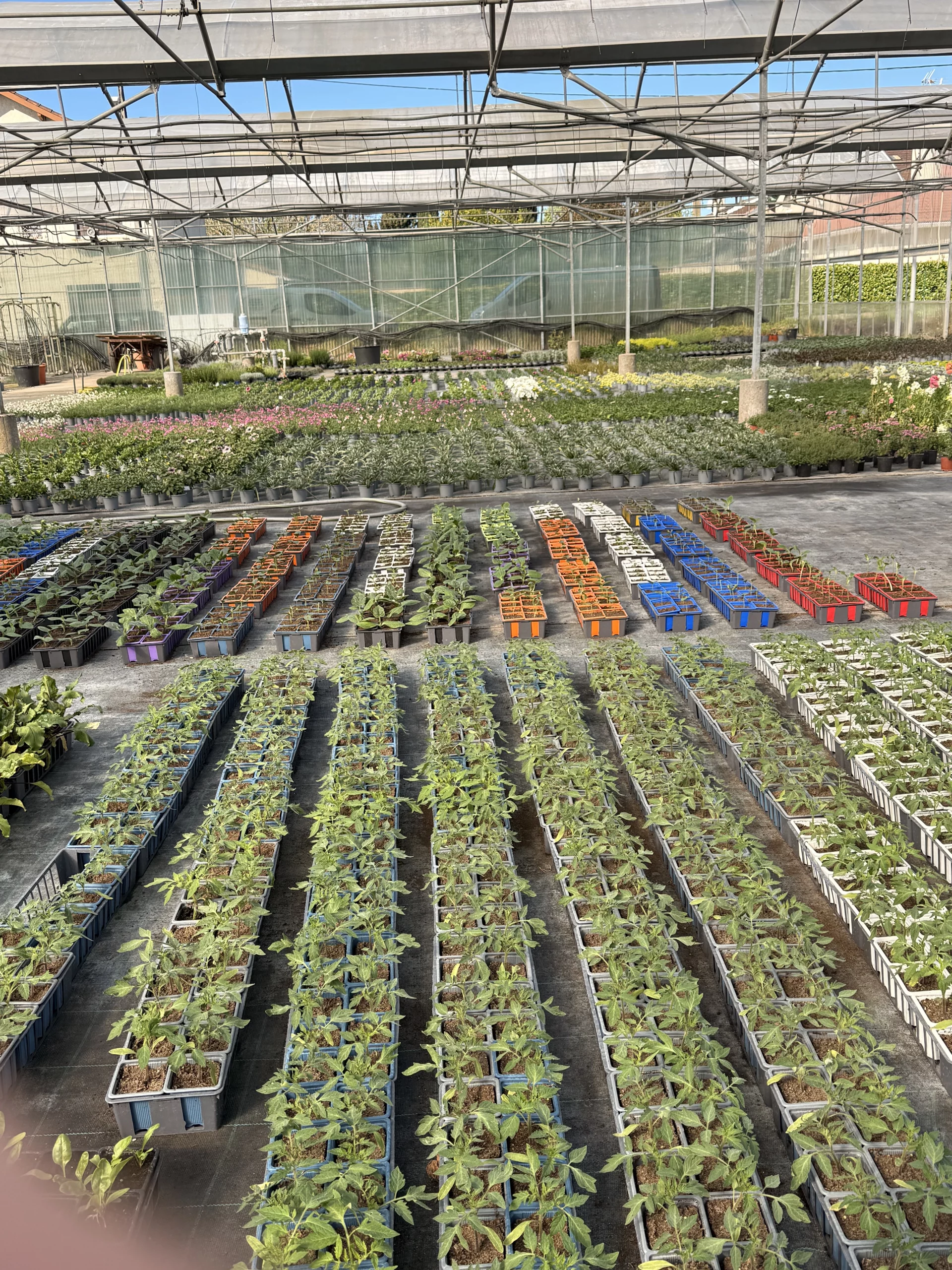 Le jardin du Rudel - plantation de tomates - producteur local à Albi