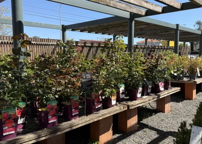 Plantation d’un arbuste au printemps : conseils de votre Pépinière à Albi